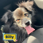Billy Adozione del Cuore - Nonnino 15 anni Cerca casa - Taglia mini 6 Kg - Foto n. 1