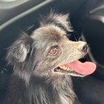 Billy Adozione del Cuore - Nonnino 15 anni Cerca casa - Taglia mini 6 Kg - Foto n. 2