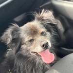 Billy Adozione del Cuore - Nonnino 15 anni Cerca casa - Taglia mini 6 Kg - Foto n. 3