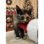 Sissi Dolce Micina 50 Giorni Cerca casa - Coccole e fusa a Volontà - Foto n. 3