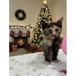 Sissi Dolce Micina 50 Giorni Cerca casa - Coccole e fusa a Volontà - Foto n. 5