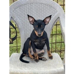 Chiara Dolcissima Cucciolina Pinscher 5 mesi Cerca Casa - Foto n. 2