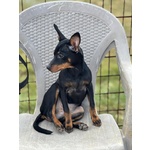 Chiara Dolcissima Cucciolina Pinscher 5 mesi Cerca Casa - Foto n. 3