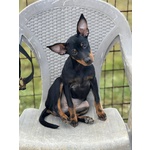 Chiara Dolcissima Cucciolina Pinscher 5 mesi Cerca Casa - Foto n. 5