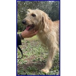 🐶 Altra Razza maschio in adozione a Milano (MI) e in tutta Italia da privato