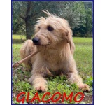 Giacomo 4anni dopo L'inferno è Pronto per una Famiglia - Foto n. 3