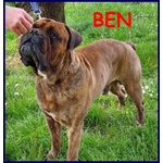 🐶 Bull Terrier maschio in adozione a Milano (MI) e in tutta Italia da privato