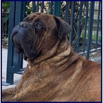 Ben Splendido Bullmastiff Favoloso con le Persone - Foto n. 2