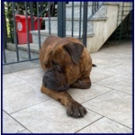 Ben Splendido Bullmastiff Favoloso con le Persone - Foto n. 3