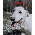 🐶 Altra Razza femmina in adozione a Milano (MI) e in tutta Italia da privato