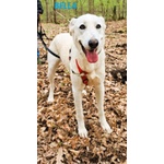 Bella Buona e Festosa - Giovane - Foto n. 3