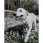 Bella Buona e Festosa - Giovane - Foto n. 4