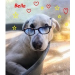 Bella Buona e Festosa - Giovane - Foto n. 5