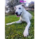 Bella Buona e Festosa - Giovane - Foto n. 6