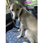 Bella Buona e Festosa - Giovane - Foto n. 7