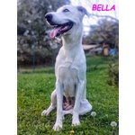 Bella Buona e Festosa - Giovane - Foto n. 8