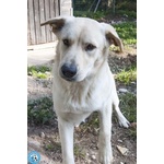 🐶 Altra Razza maschio di 4 mesi in adozione a Chioggia (VE) e in tutta Italia da associazione animali