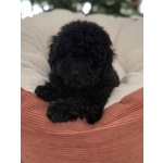 🐶 Barboncino femmina di 2 mesi in vendita a Matera (MT) e in tutta Italia da privato