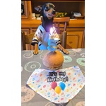 🐶 Pinscher maschio di 5 anni e 11 mesi in accoppiamento a Piscina (TO) e in tutta Italia da privato