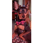 Cerco Fidanzatina - Foto n. 2