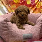 🐶 Barboncino femmina di 3 mesi in vendita a Cervia (RA) e in tutta Italia da negozio