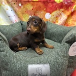 🐶 Bassotto maschio di 4 mesi in vendita a Cervia (RA) e in tutta Italia da negozio