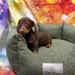 Cucciolo di Bassotto Cioccolato Maschio - Foto n. 3