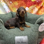 Cucciolo di Bassotto Cioccolato Maschio - Foto n. 4