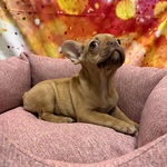 Cucciola di Bouleodgue Francese Crema Femmina - Foto n. 2