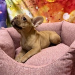 Cucciola di Bouleodgue Francese Crema Femmina - Foto n. 3