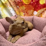 Cucciola di Bouleodgue Francese Crema Femmina - Foto n. 4