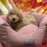 Cucciola di Maltipoo Crema Femmina - Foto n. 3