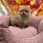 Cucciola di Volpino di Pomerania Crema Femmina - Foto n. 3