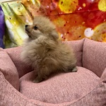 Cucciola di Volpino di Pomerania Crema Femmina - Foto n. 4