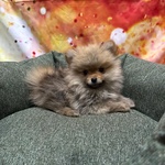 🐶 Volpino Pomerania maschio di 3 mesi in vendita a Cervia (RA) e in tutta Italia da negozio