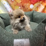 Cucciolo di Volpino di Pomerania Fulvo Maschio - Foto n. 4