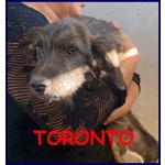 🐶 Altra Razza maschio in adozione a Milano (MI) e in tutta Italia da privato