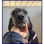 Toronto 3anni Simpatico Tigratino - Foto n. 3