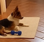 Charlie 5anni Piccoletto in Cerca di Casa - Foto n. 2