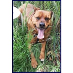 🐶 Altra Razza maschio in adozione a Milano (MI) e in tutta Italia da privato