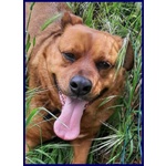 Josef 7anni Patatone Dolcissimo! 25kg - Foto n. 2