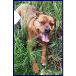 Josef 7anni Patatone Dolcissimo! 25kg - Foto n. 4