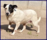 🐶 Altra Razza femmina in adozione a Milano (MI) e in tutta Italia da privato