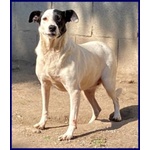 Mascia 9anni Bella e Particolare!tg Mediopicc. - Foto n. 2