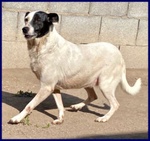 Mascia 9anni Bella e Particolare!tg Mediopicc. - Foto n. 3