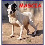 Mascia 9anni Bella e Particolare!tg Mediopicc. - Foto n. 4