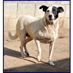 Mascia 9anni Bella e Particolare!tg Mediopicc. - Foto n. 5