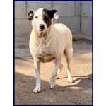 Mascia 9anni Bella e Particolare!tg Mediopicc. - Foto n. 6