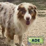 🐶 Australian Shepherd Maschio di 4 anni in Adozione a Latina (lt) e in Tutta Italia da Associazione Animali