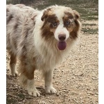 Ade Meraviglio Pastore Australiano Cerca casa - in Adozione! - Foto n. 3